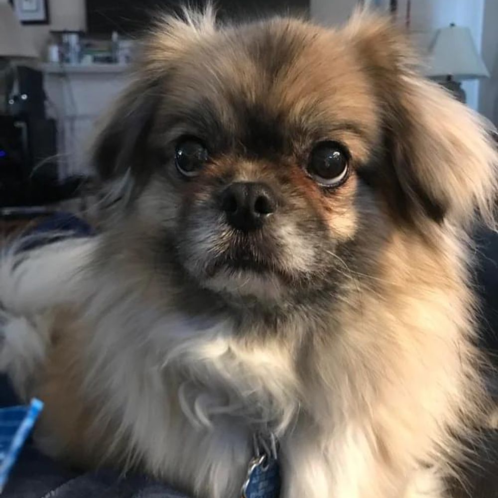 Flypupmom