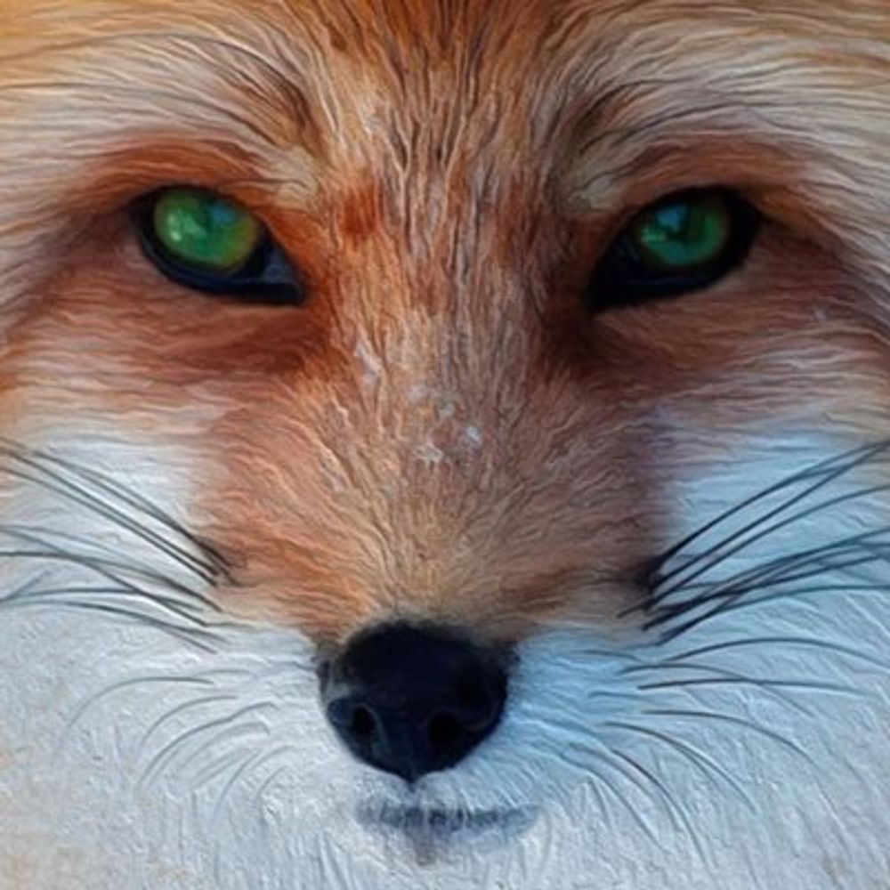 Rotfuchs