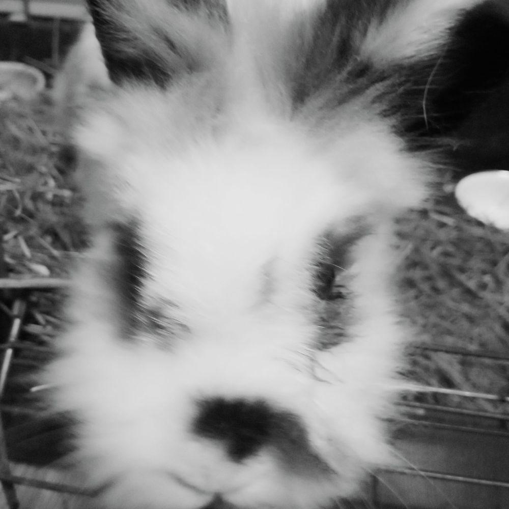 Bunny lover❤️❤️❤️