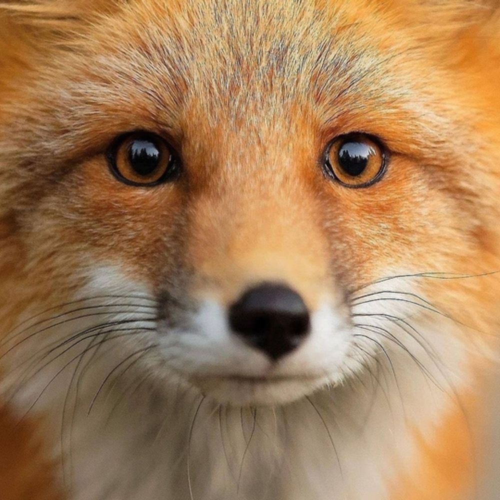 🦊Vulpine🏳️‍⚧️