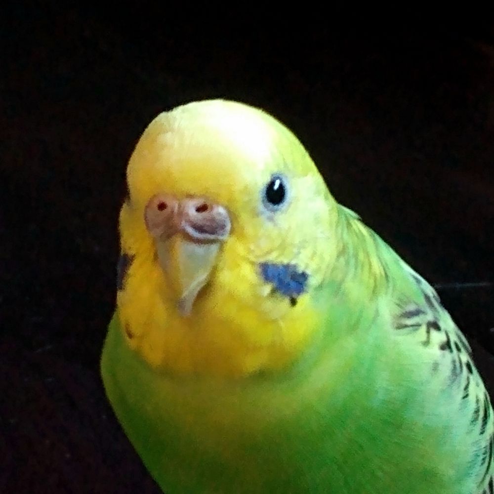 Birb