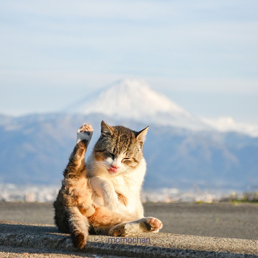 momochan