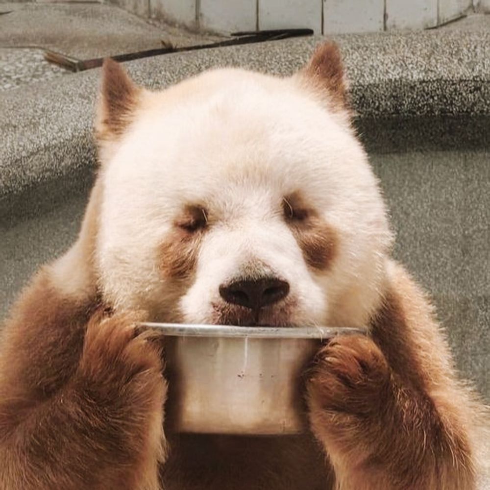 Bearnard Lonebear