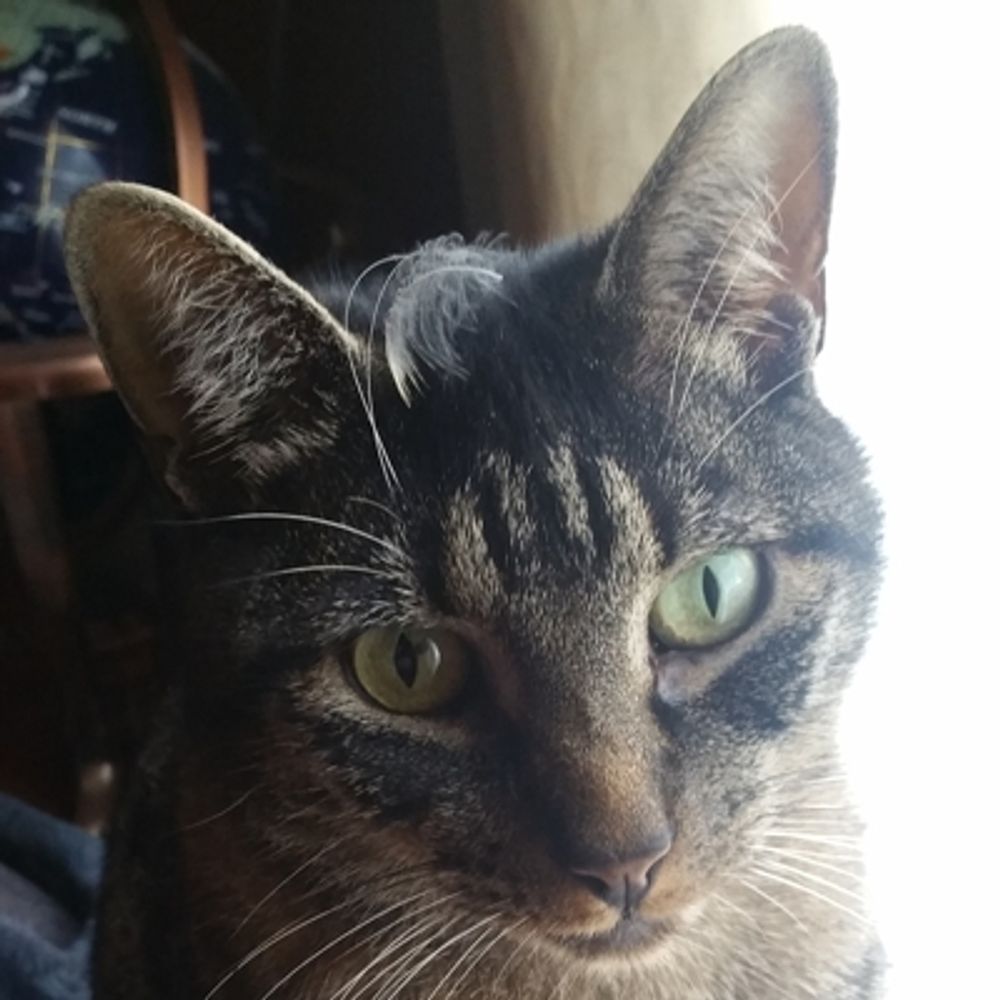 Bad Cat
