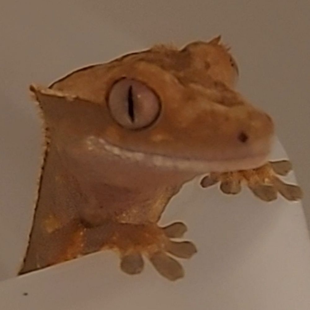 Rzymoneh ✨️