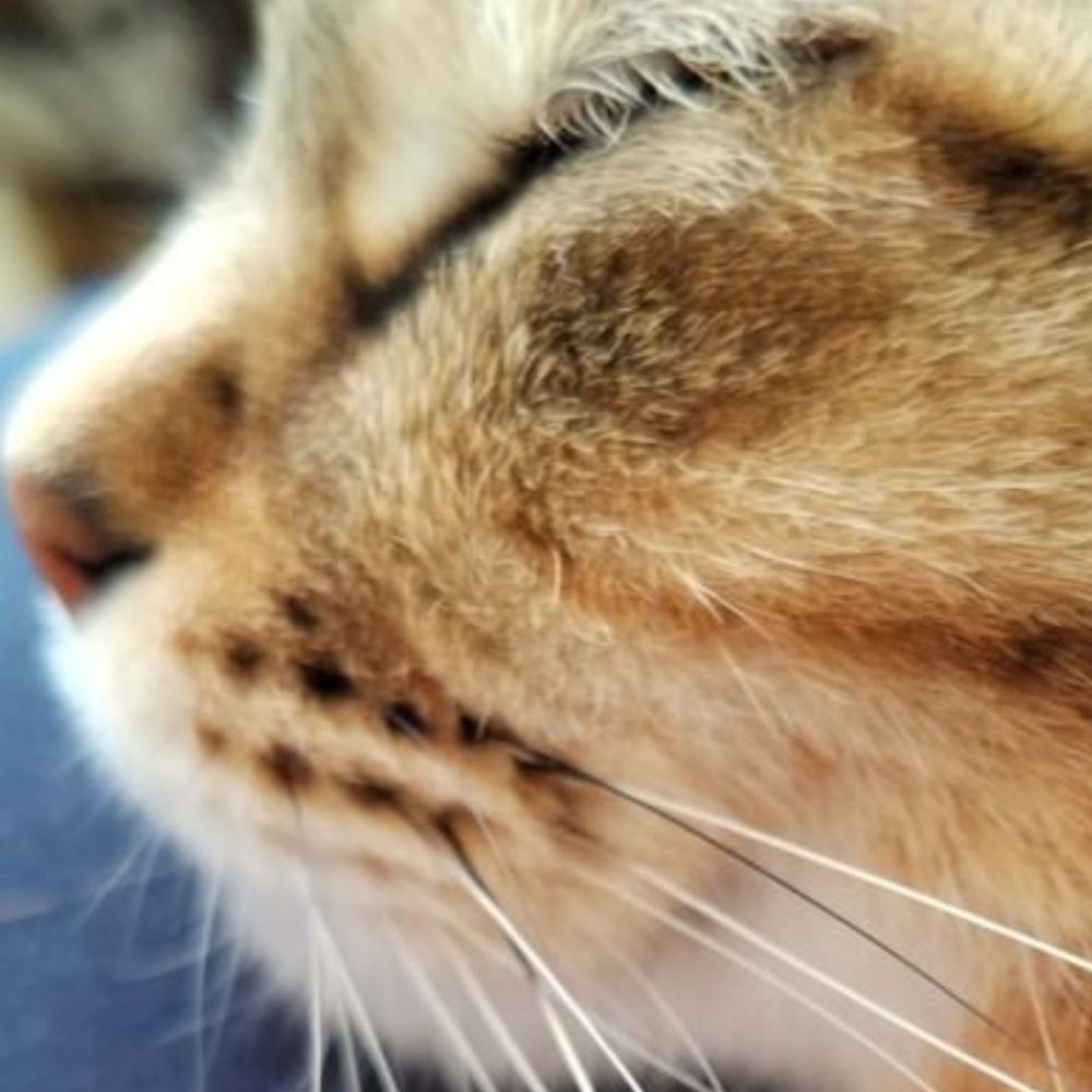 猫のひとりごと