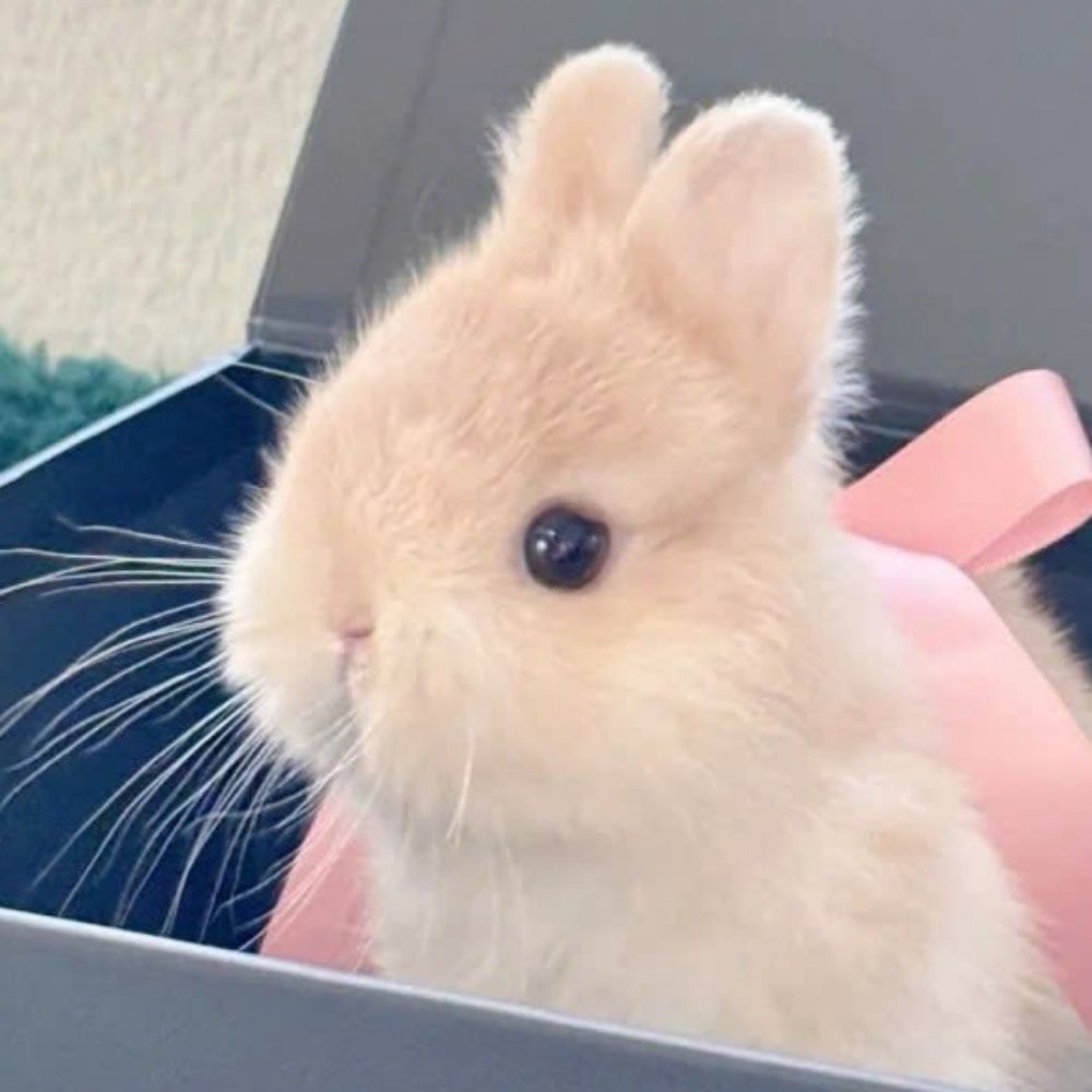 눈ㅡ물₍ᐢ. ̫.ᐢ₎