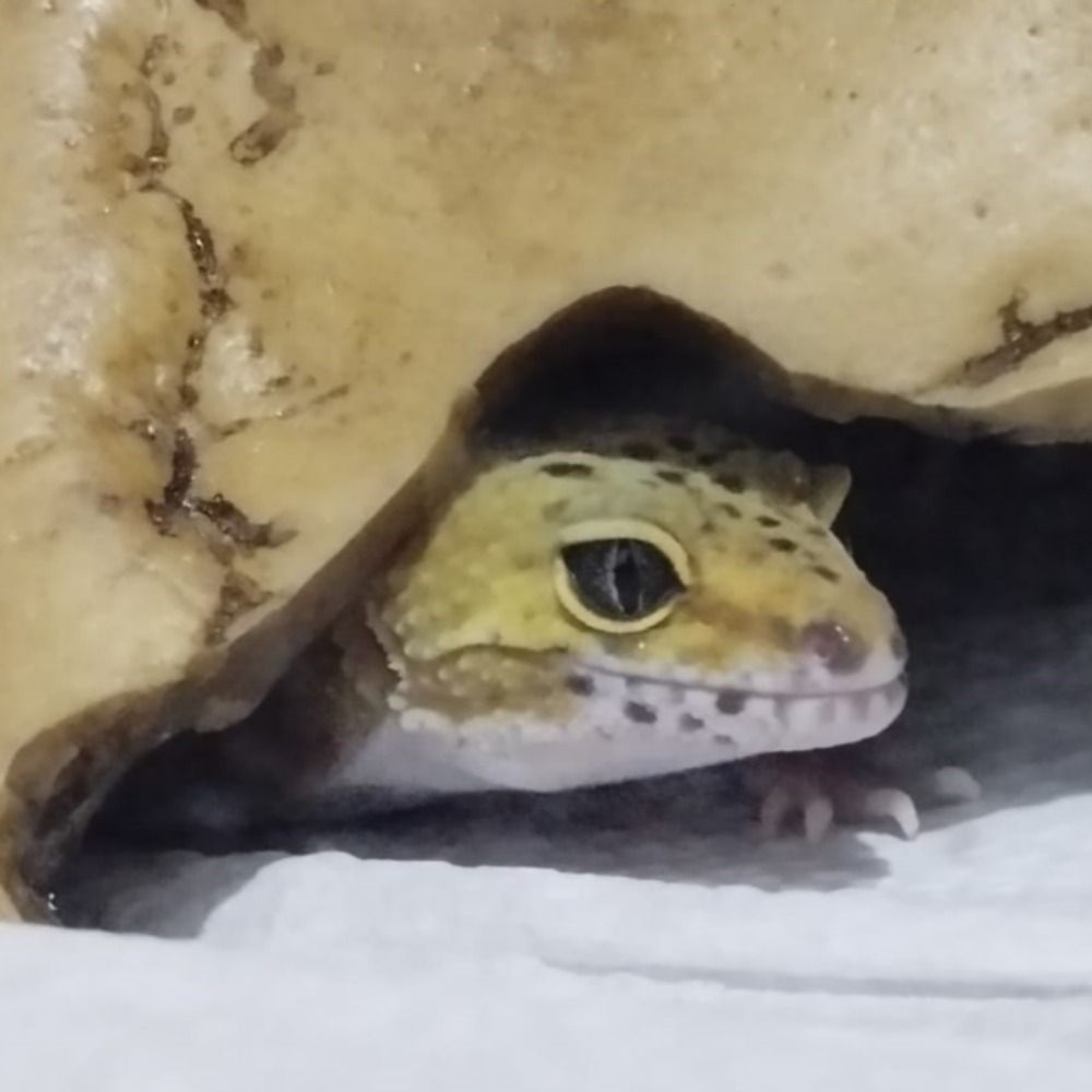 Daily Reptiles