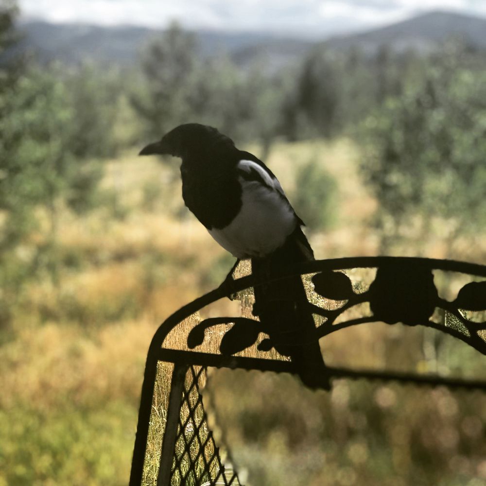 Juniper