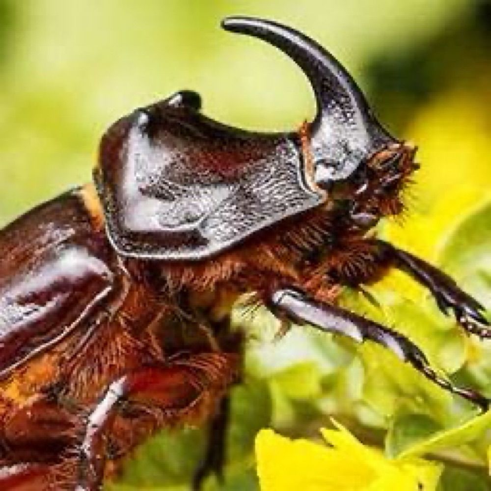 Beetl