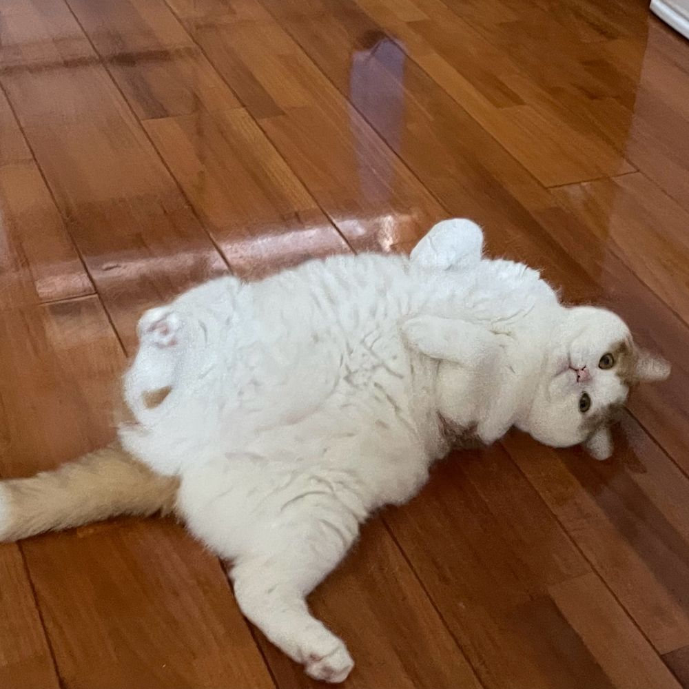 mi-cat