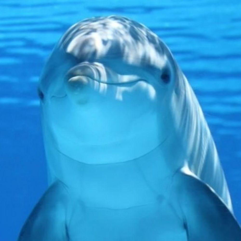 대서양알락돌고래