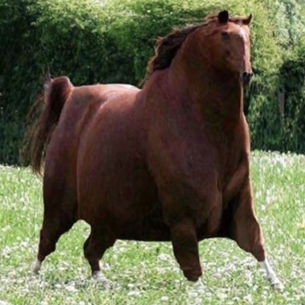 HONSE
