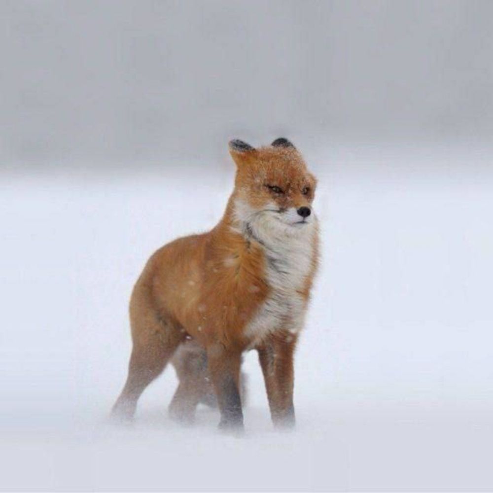 ⟬🦊𝒁𝒂𝒑𝒉𝒚𝒓🦊⟭