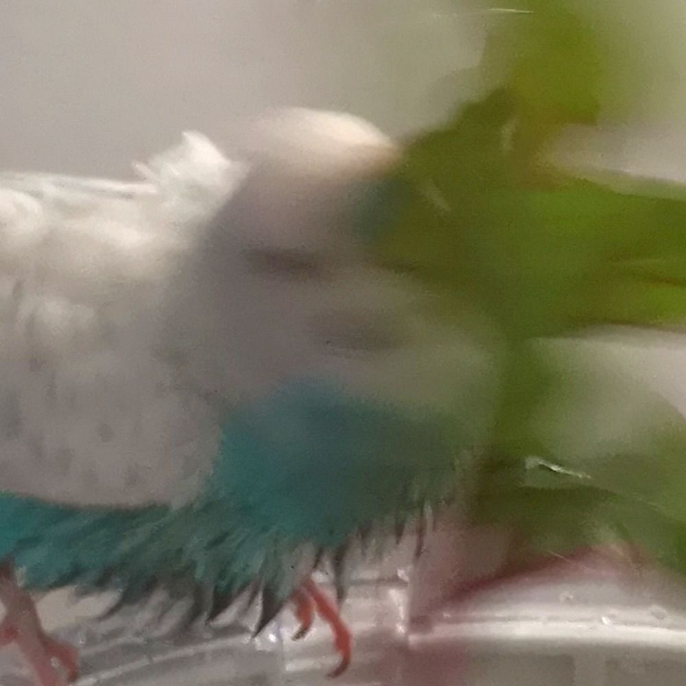 Alain + Budgie Cas & Louie