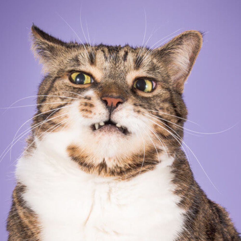 whiskers