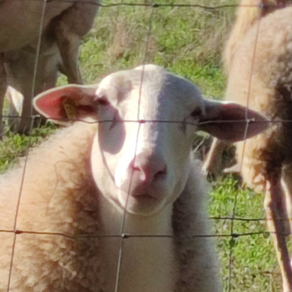 ひつじ 🐏