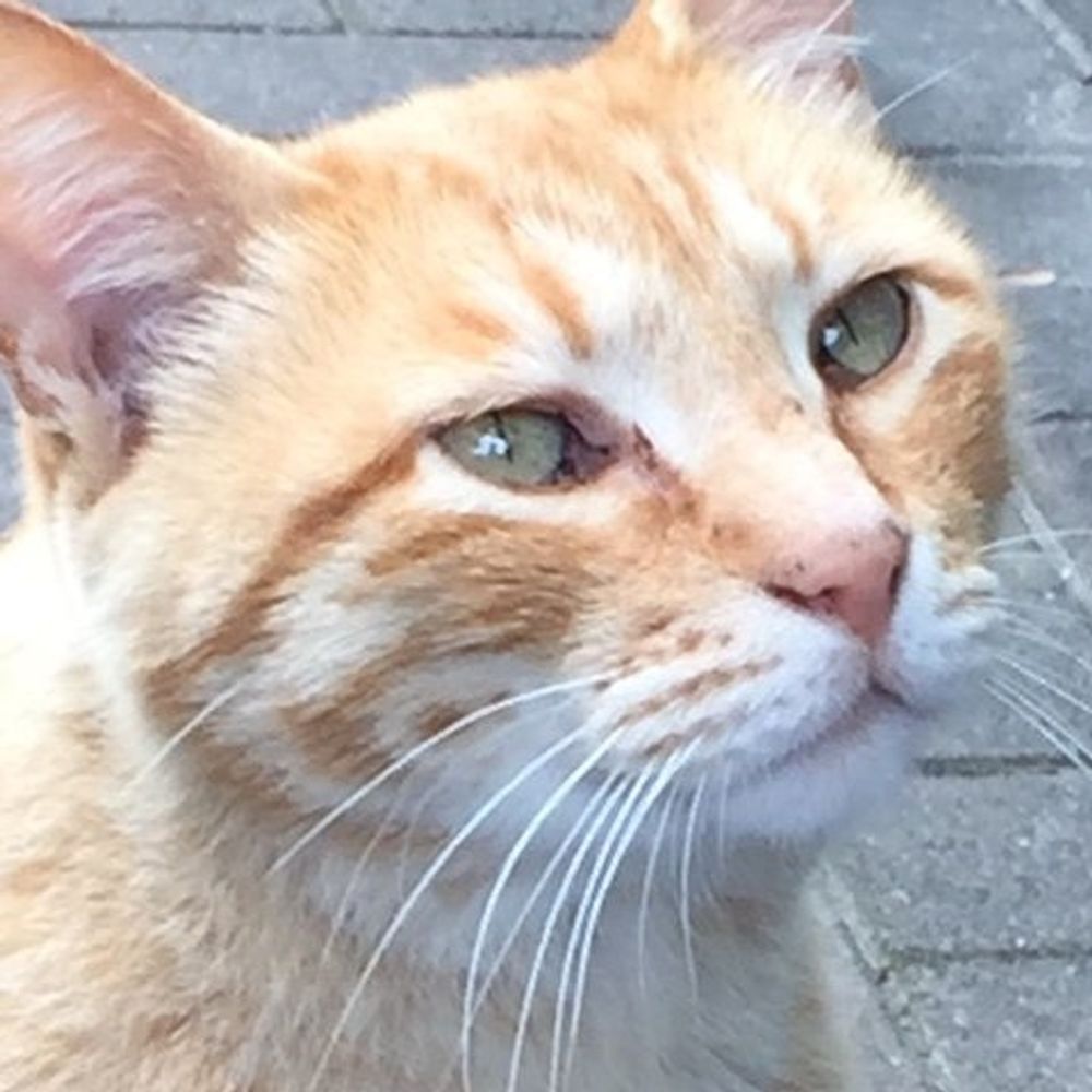 TOM