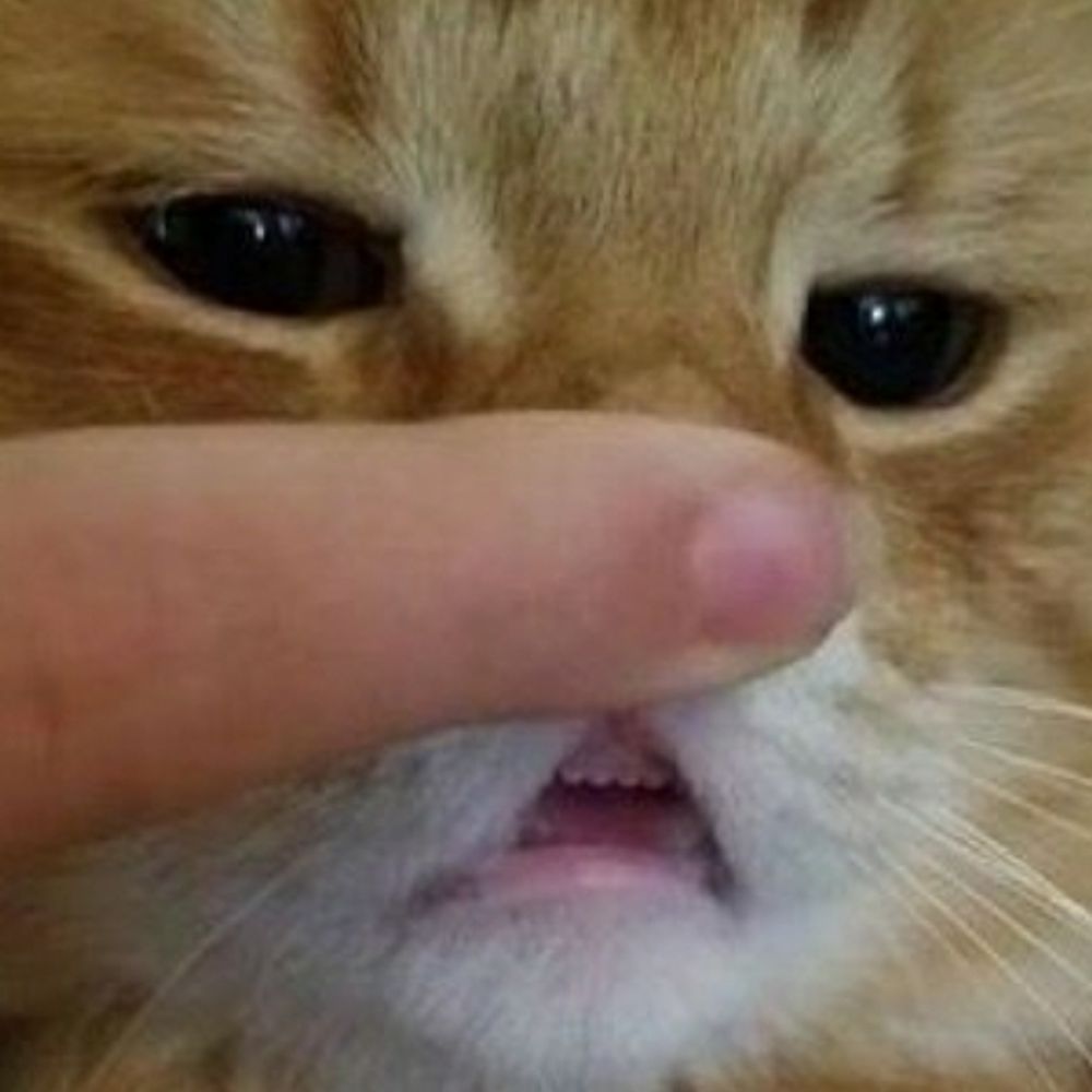 メリーズのうさちゃん