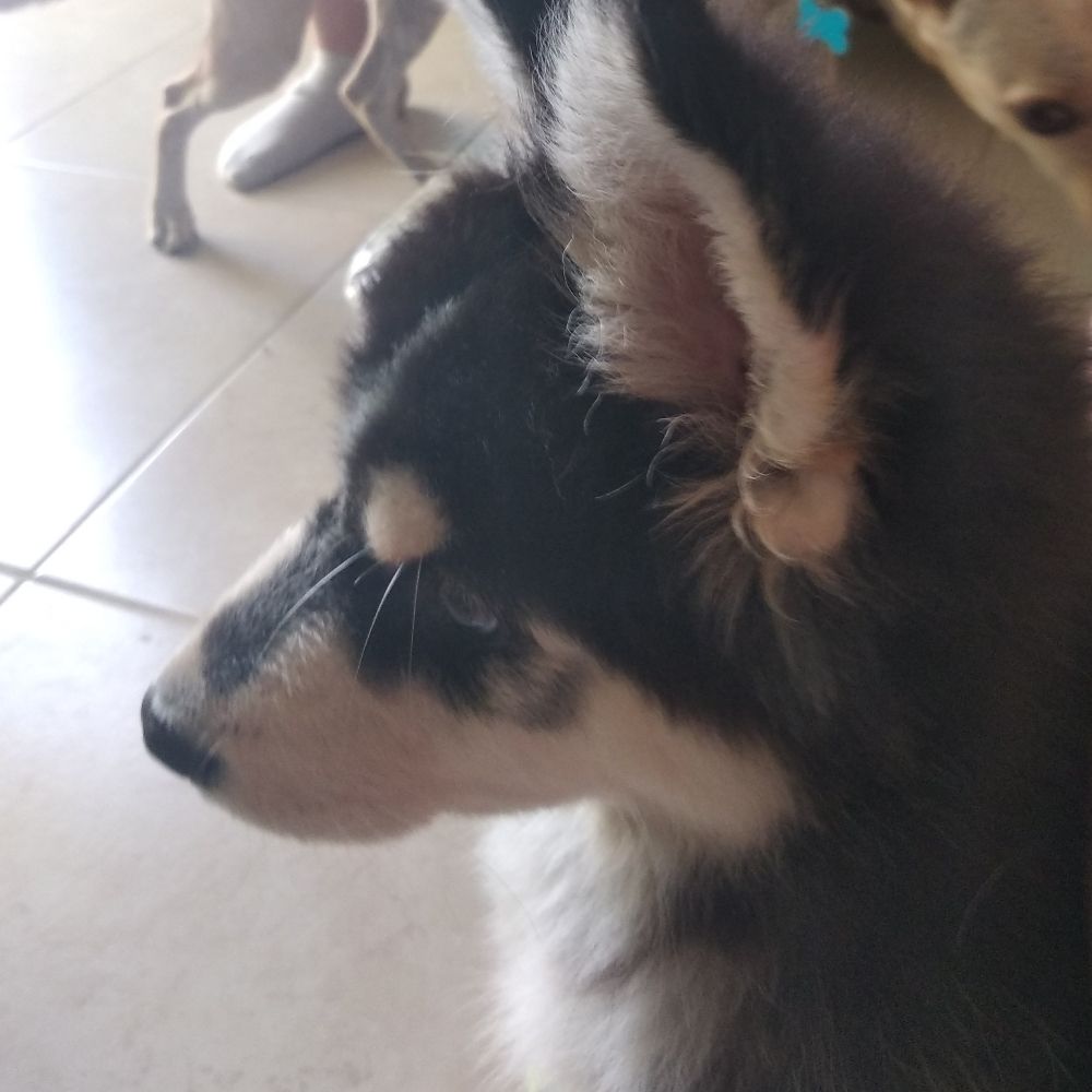 Nessa