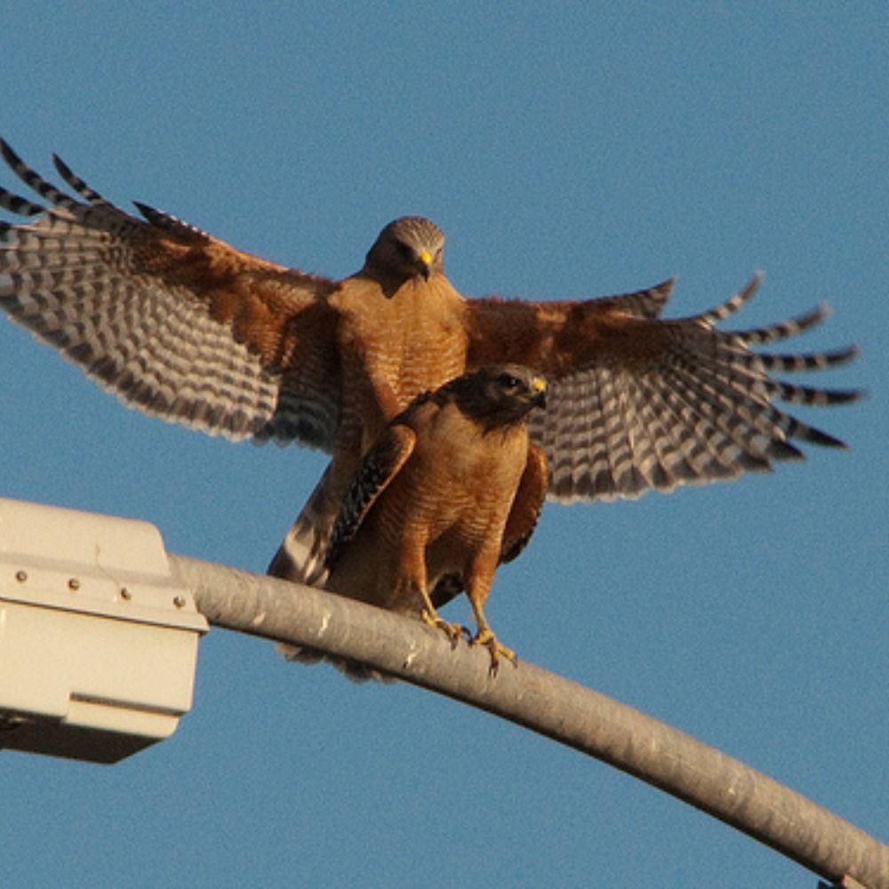 Hawk