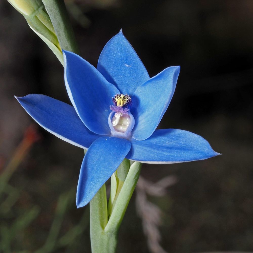 WA Orchids