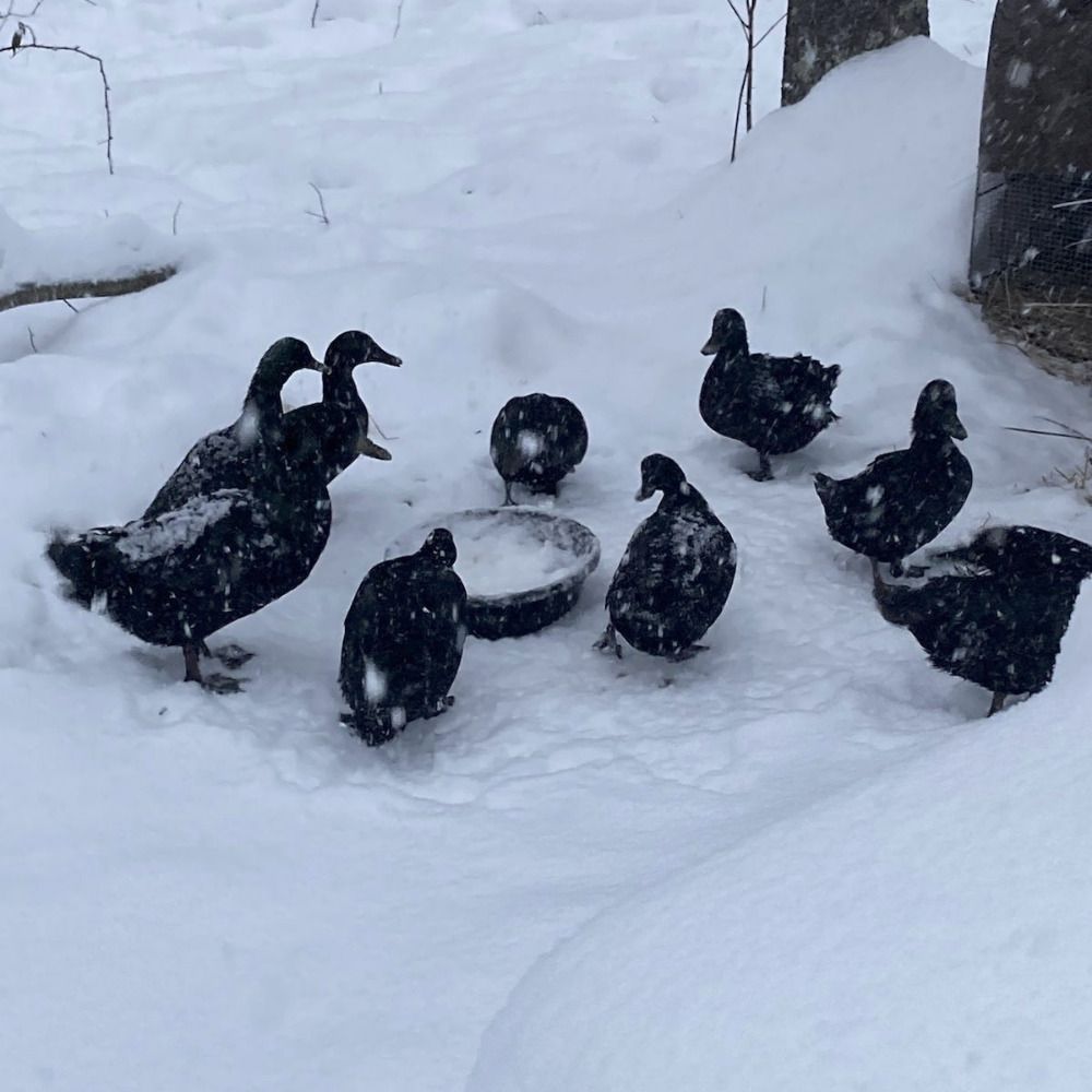 All Chickens Are Beautiful