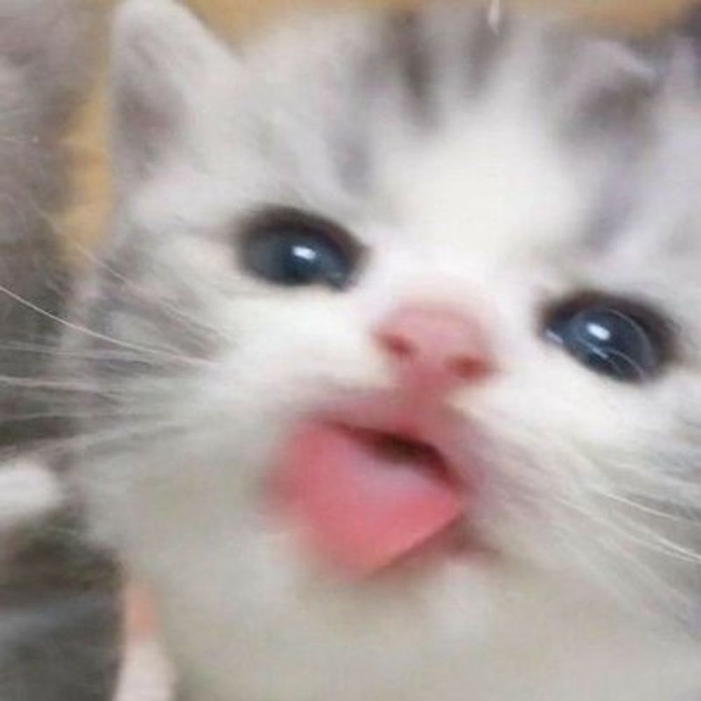 reasaurus suka meng 🐈🥺