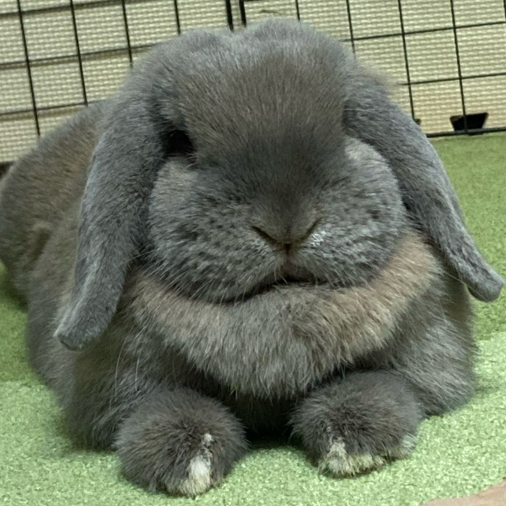luccy+めい🐰