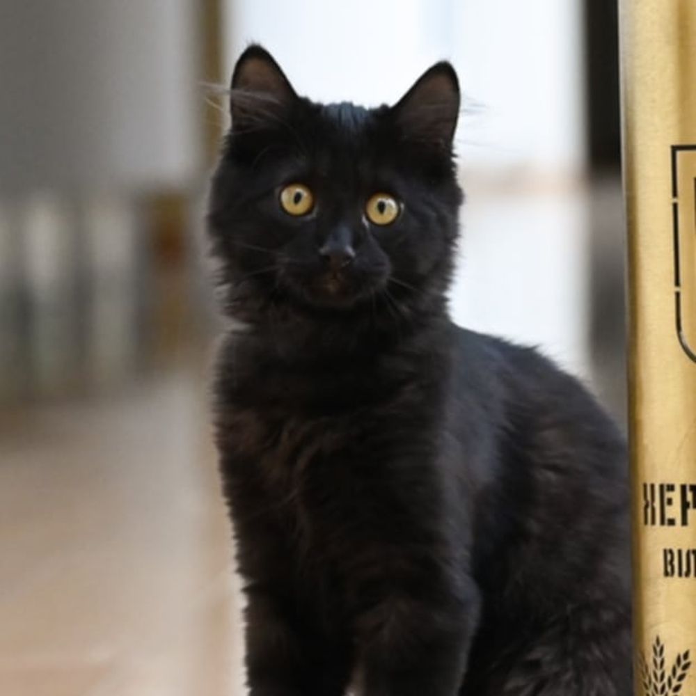 Rango the Diplocat
