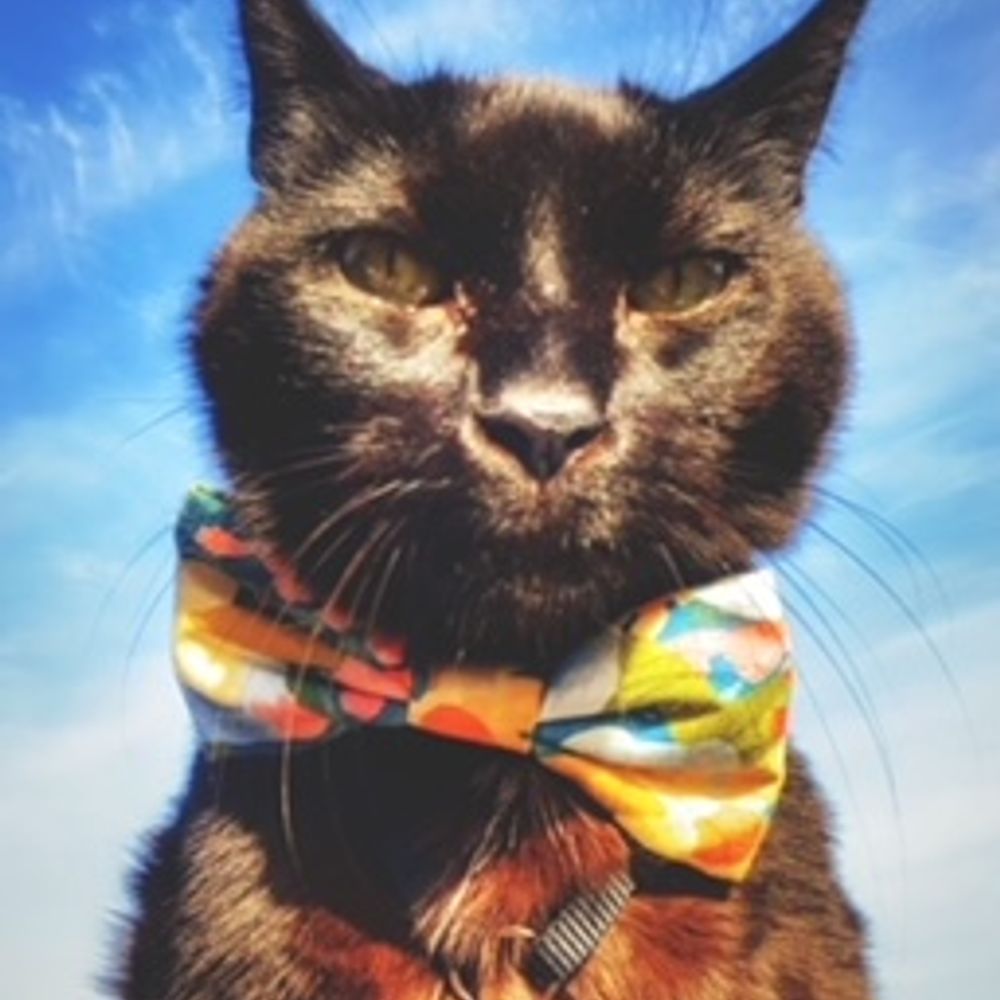 VidKitty