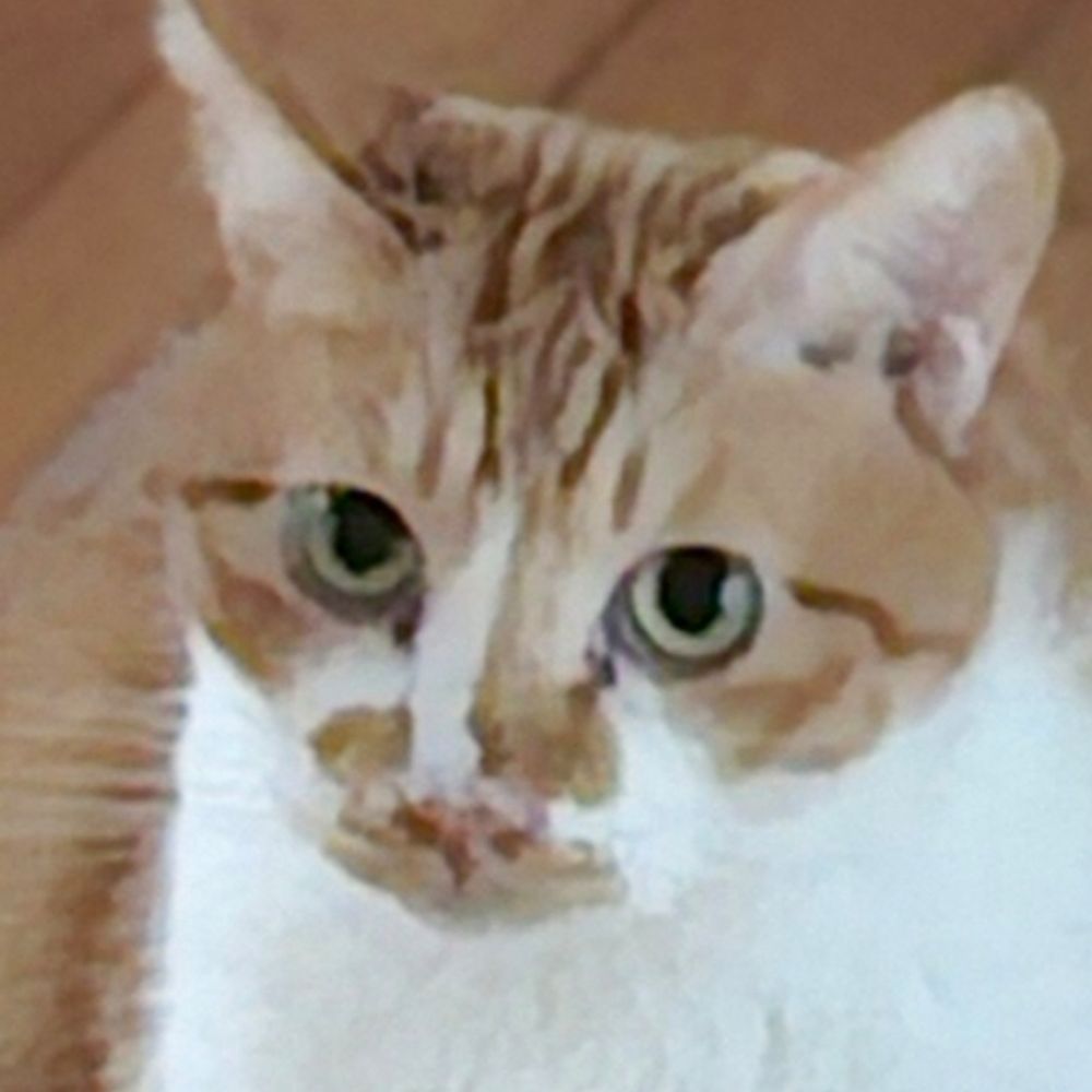 애옹쓰