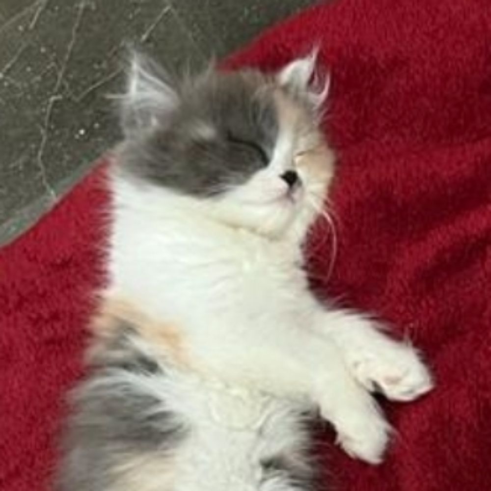 val