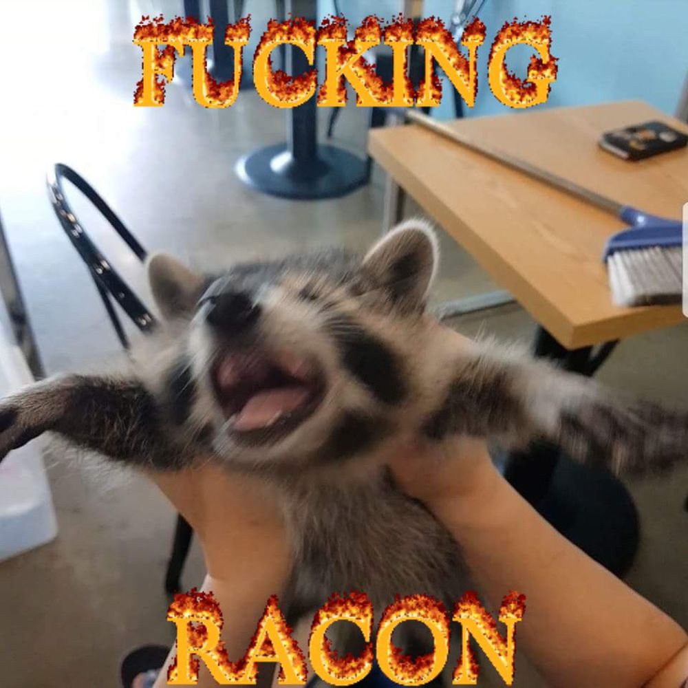 The Trash panda man (Reddy)