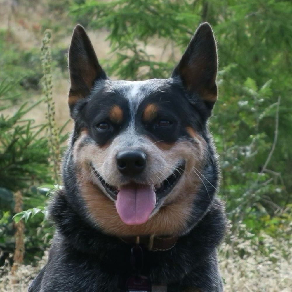 Concho the Cattle Dog