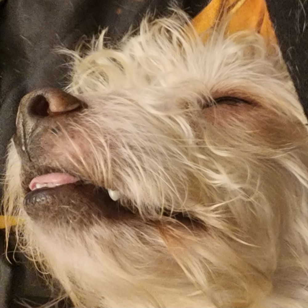 Mindi