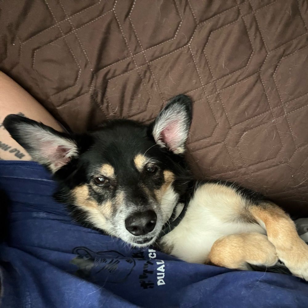 Momo 🐕