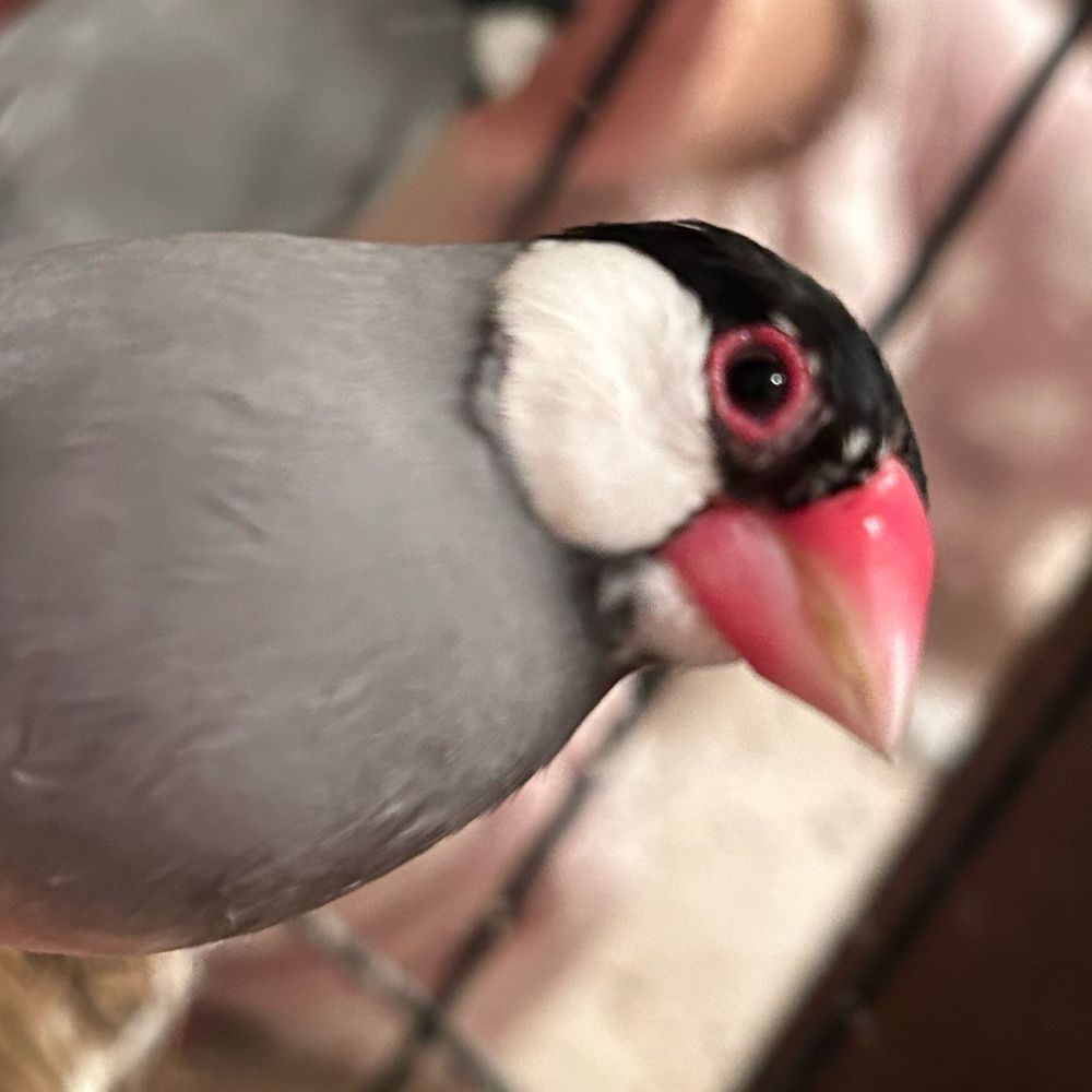 巳吉