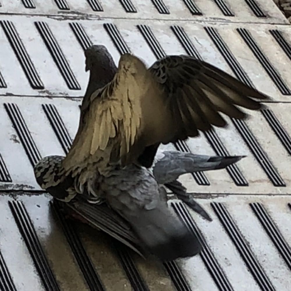 鳩の胸を揉みたい