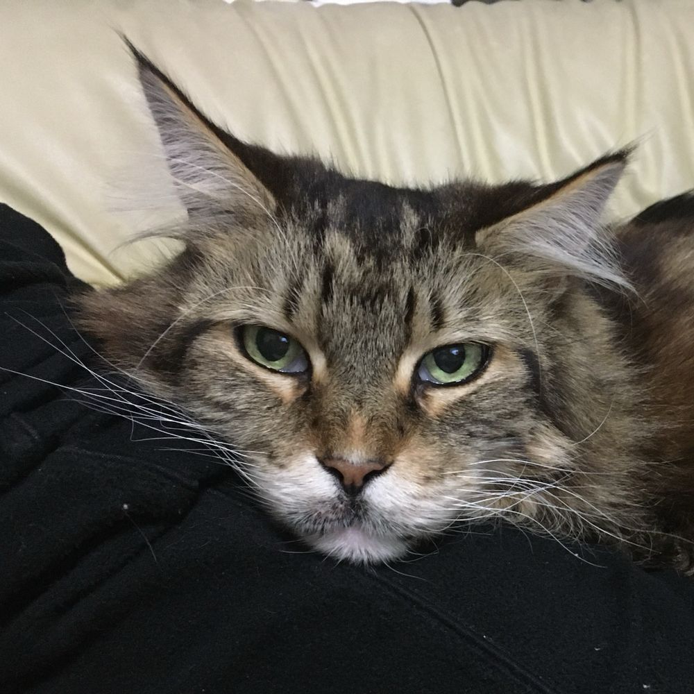 mimiE