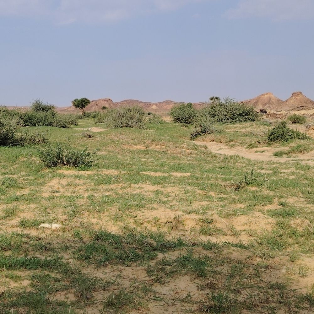سعود السعدي
