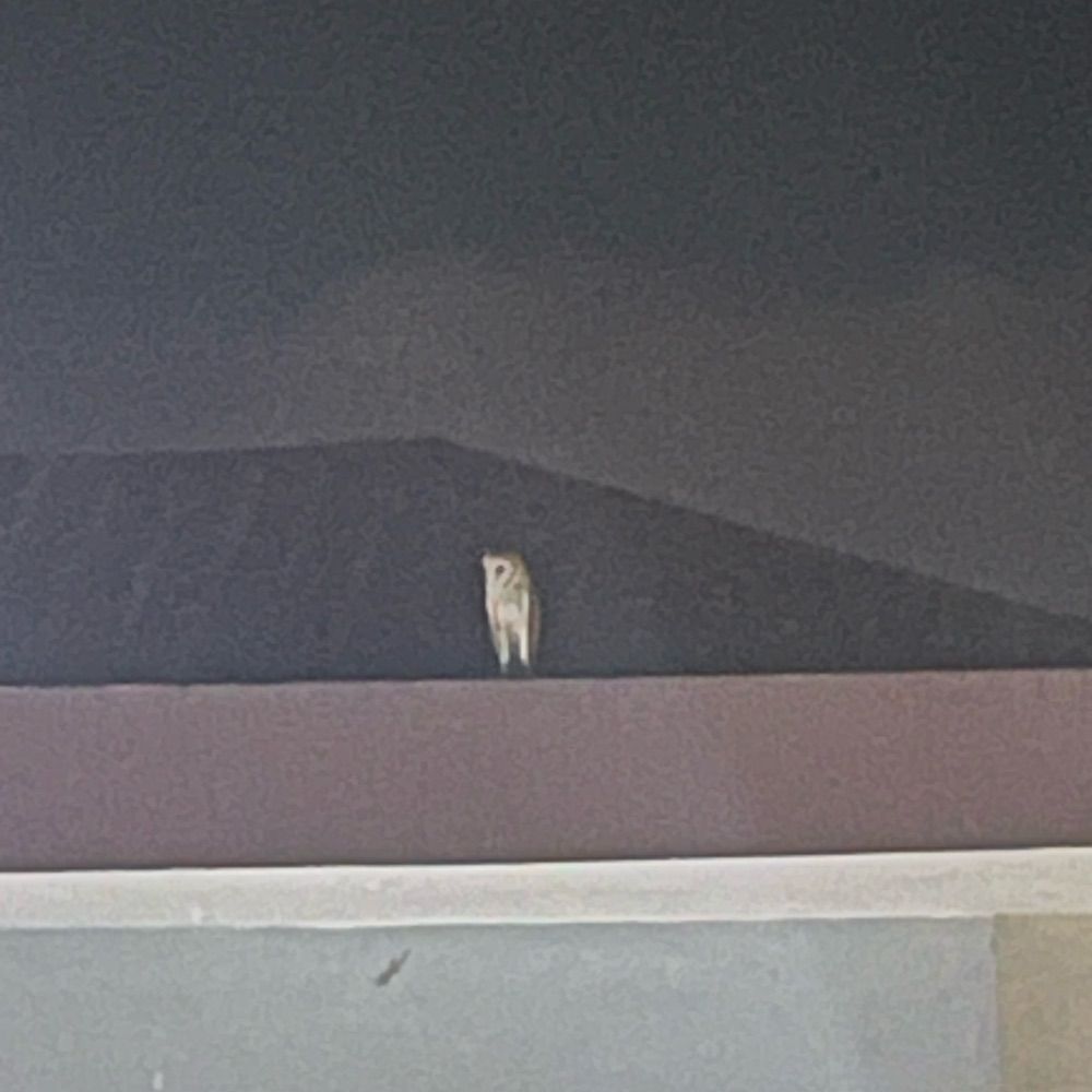 viguu