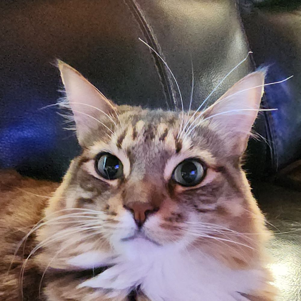 LALA Lipton