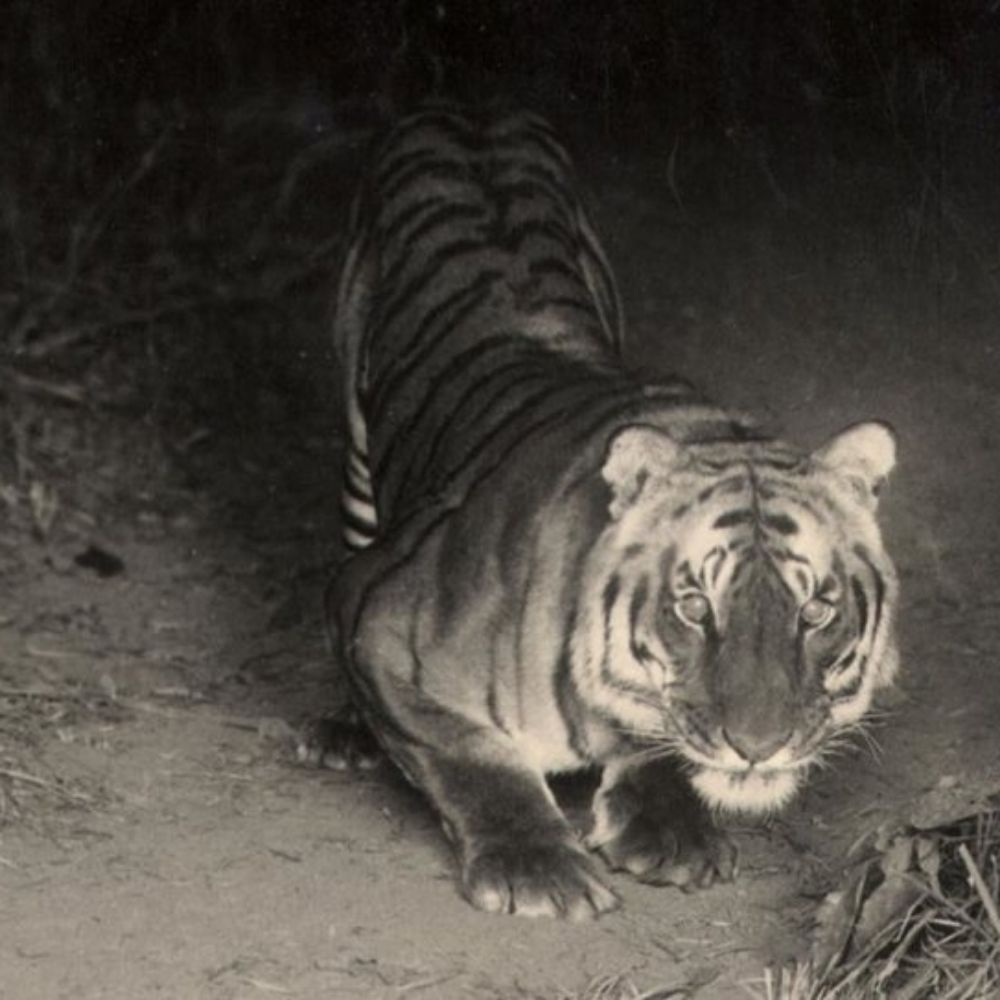 The Thinking Tiger