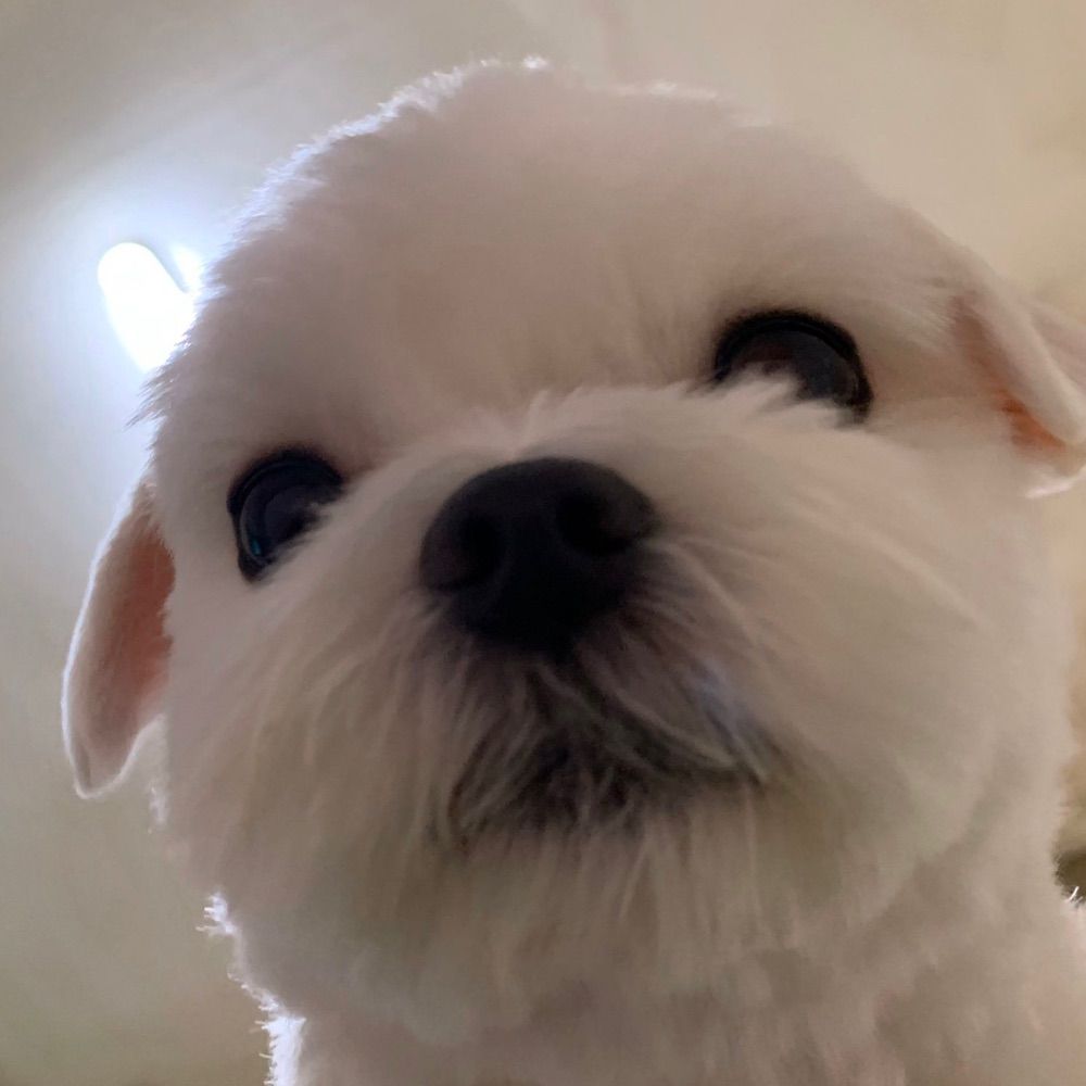 도리토