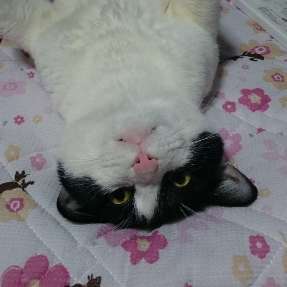 くろすけ