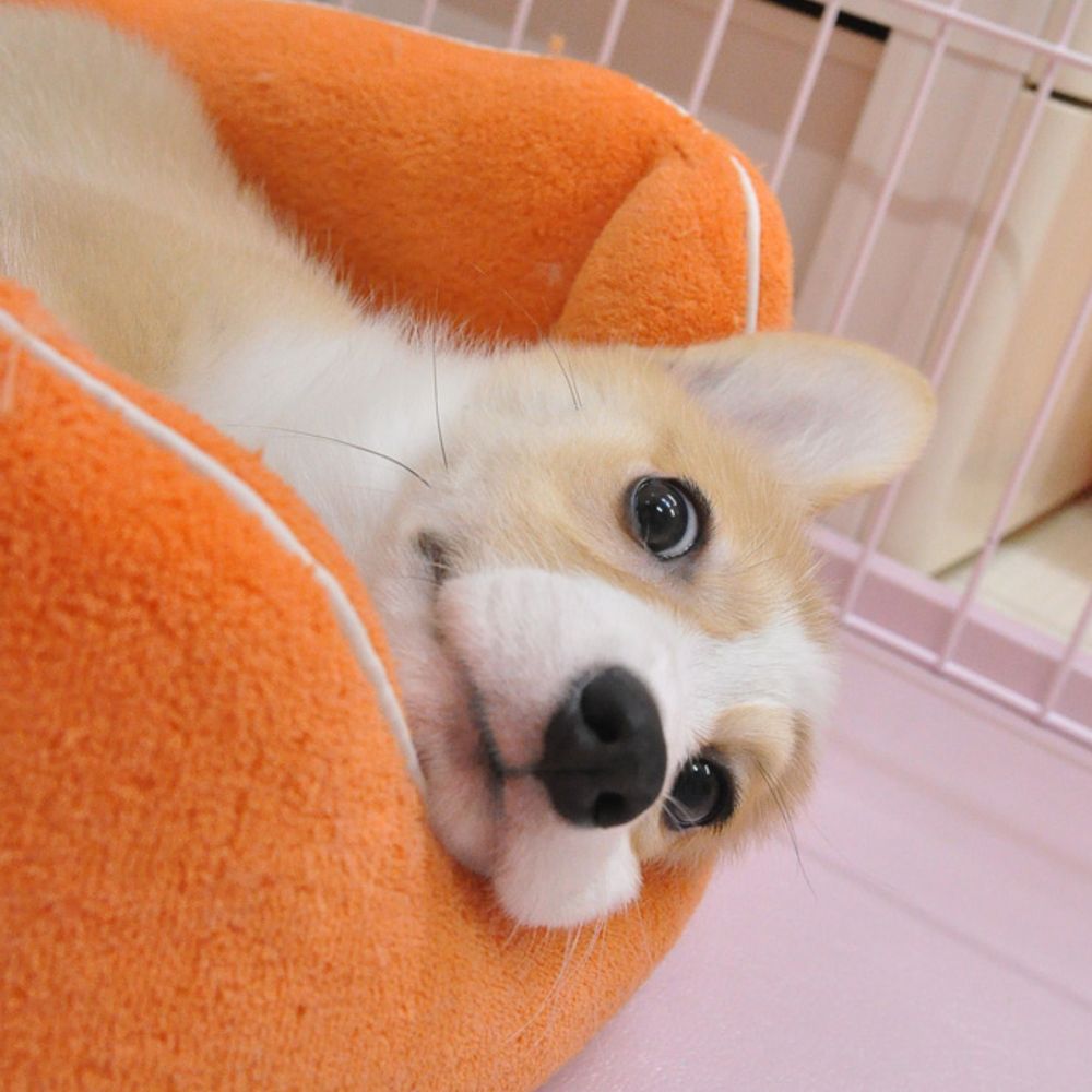 ぺへさぽ