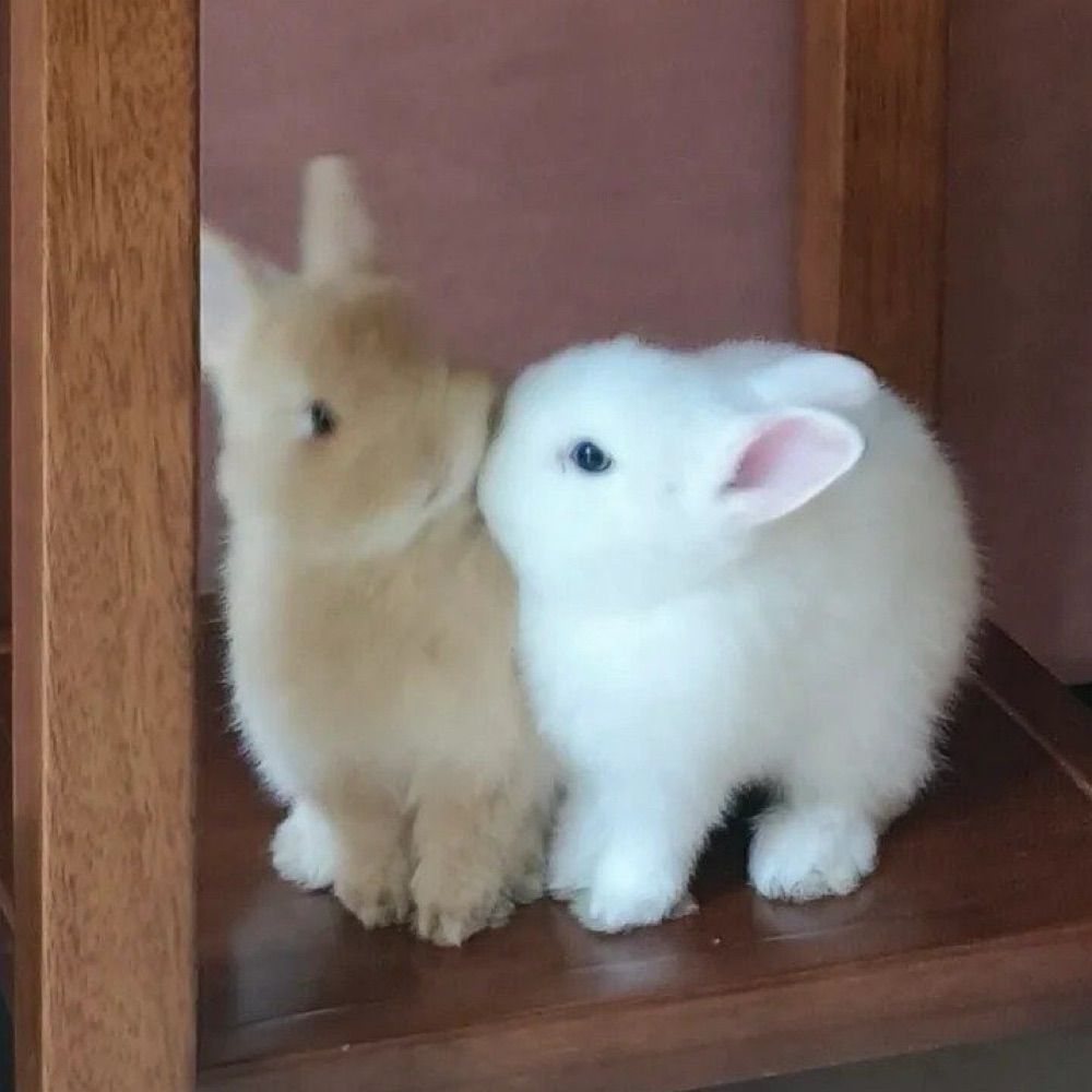 뾰예요