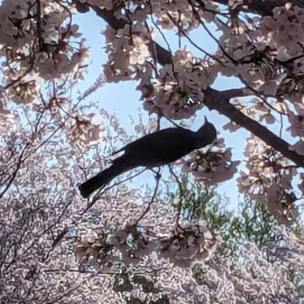 ちどり