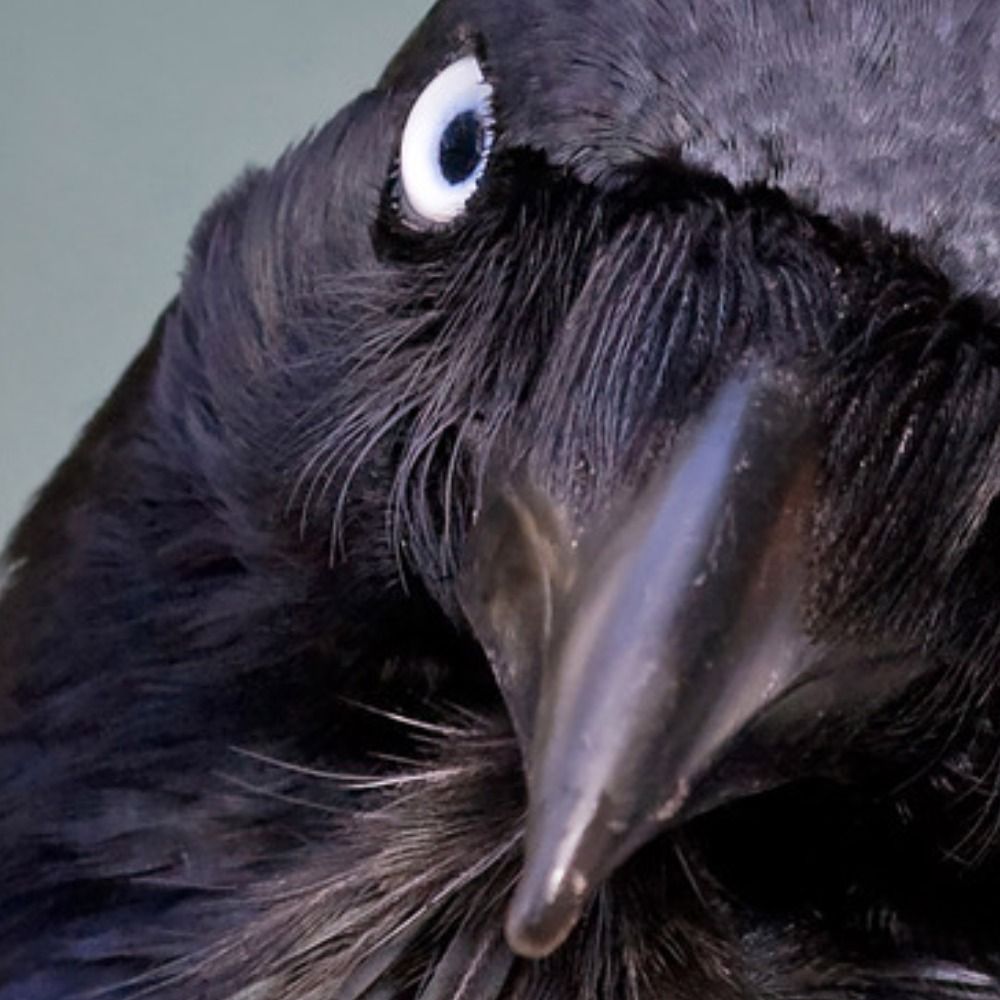 VirtualRaven